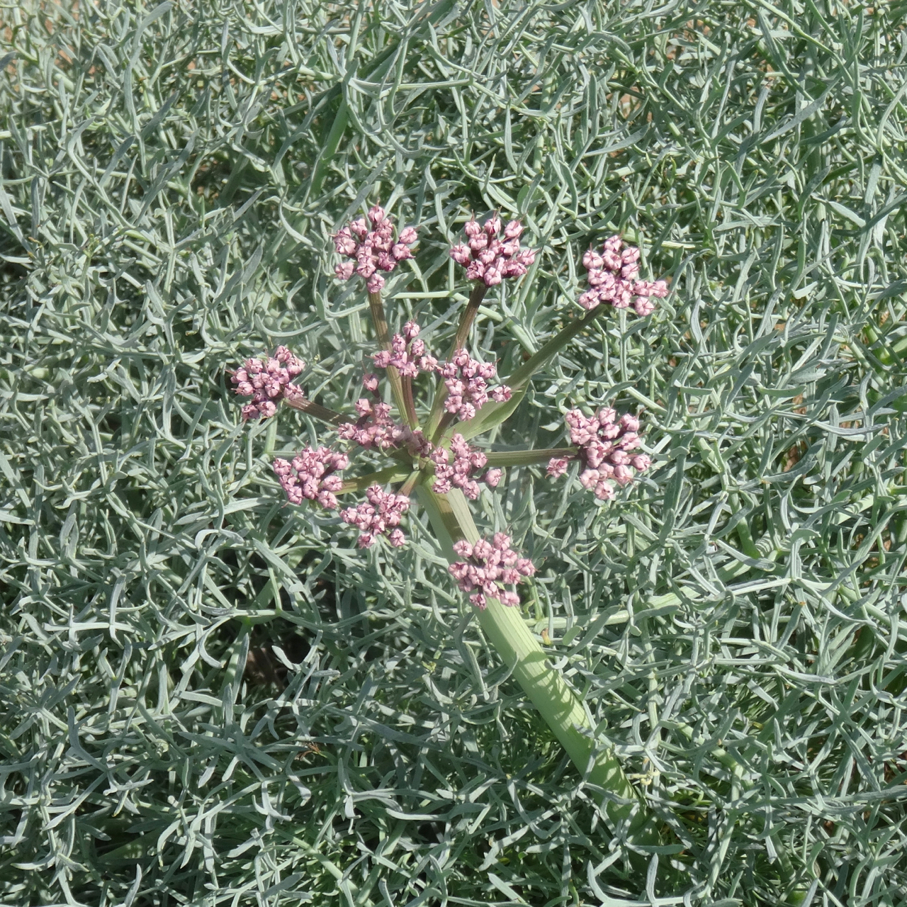DSC03598