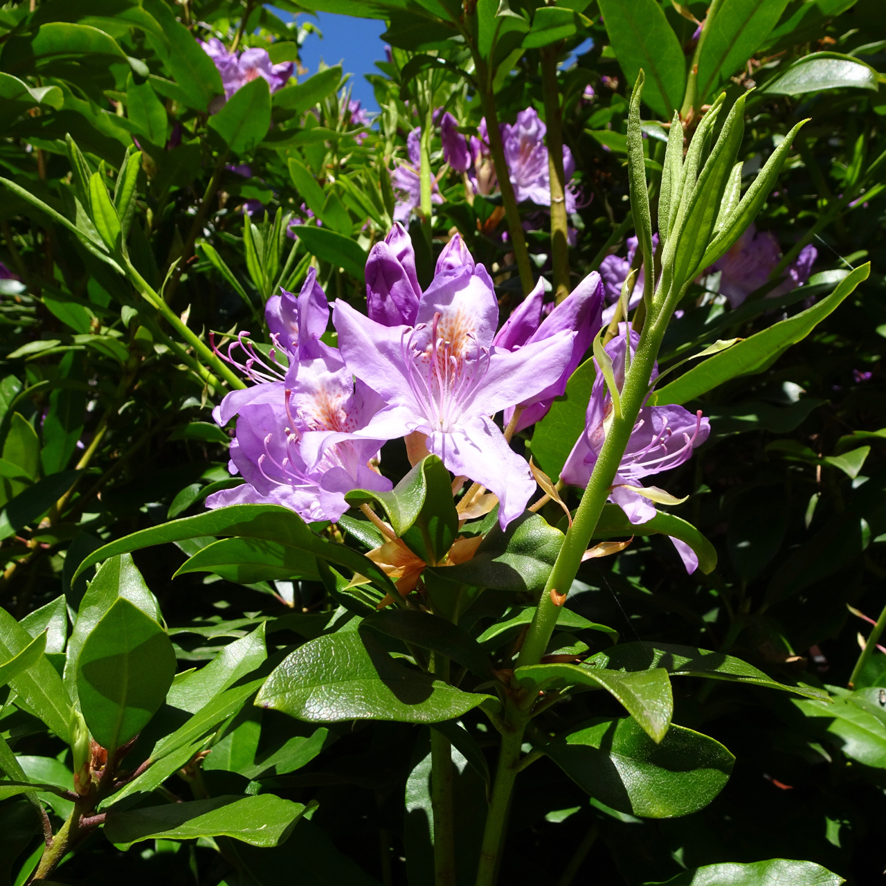 DSC00020